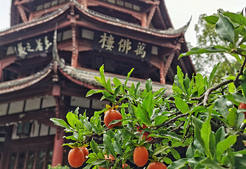 杜甫草堂第 164 张图片