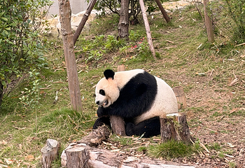 成都大熊猫繁育研究基地第 387 张图片