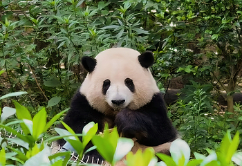 成都大熊猫繁育研究基地第 83 张图片
