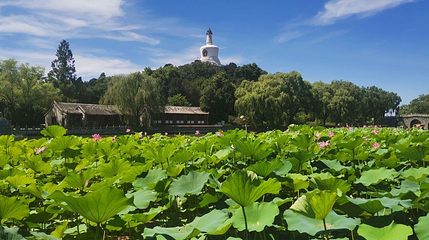 北海公园-赏荷区第 1 张图片