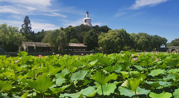 北海公园-赏荷区