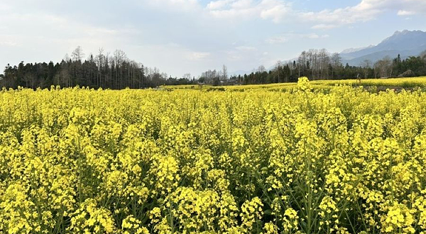 腾冲石墙温泉度假村有限公司