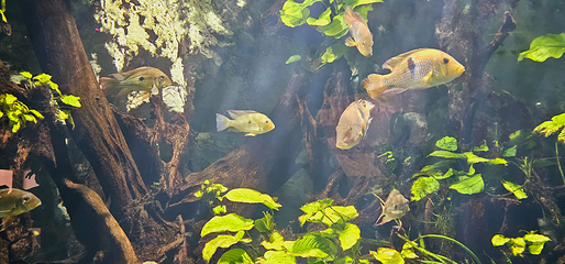 里昂水族馆第 8 张图片