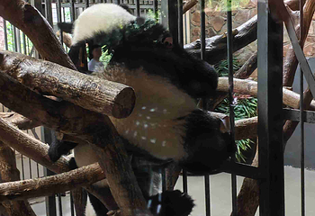 成都大熊猫繁育研究基地第 781 张图片