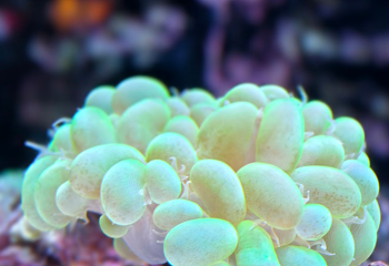 长沙海底世界第 48 张图片