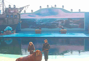 海合安青岛极地海洋公园第 183 张图片