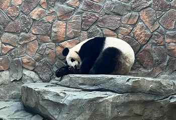 红山森林动物园第 238 张图片