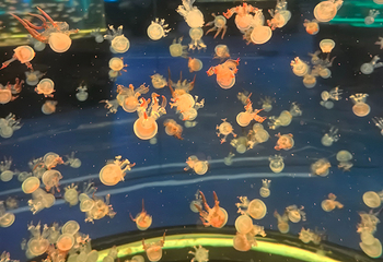 南昌融创海世界第 37 张图片