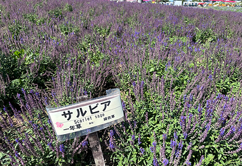 富田农场第 7 张图片