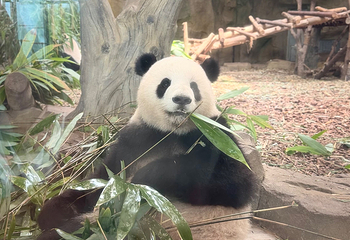 成都大熊猫繁育研究基地第 447 张图片