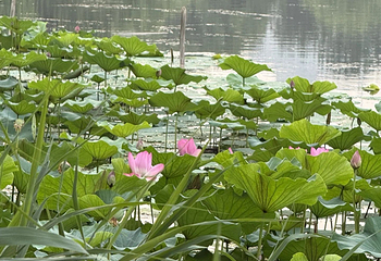 朝阳公园第 201 张图片