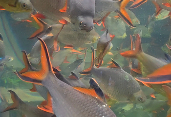 吉隆坡城中城水族馆第 75 张图片