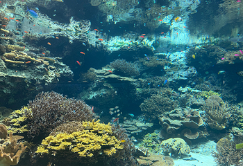 冲绳美丽海水族馆第 98 张图片