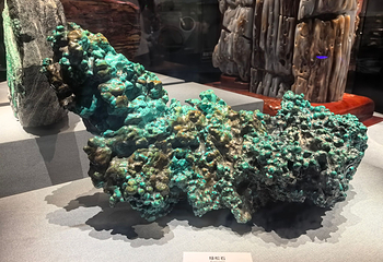 成都自然博物馆第 23 张图片