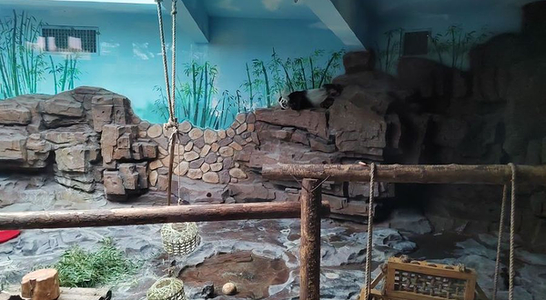 济南野生动物世界-熊猫馆