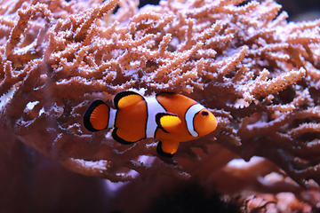 里昂水族馆第 17 张图片