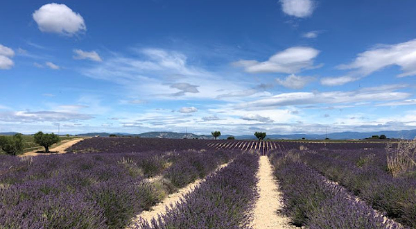 Musée de la Lavande