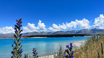 Lake Pukaki Nature Walk