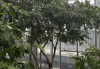 上海温室花园第 281 张图片