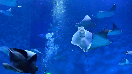 上海海洋水族馆第 112 张图片