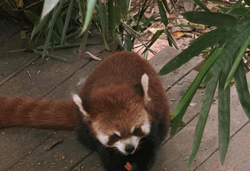 成都大熊猫繁育研究基地第 708 张图片