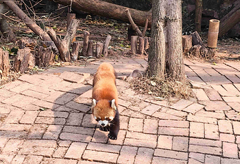 成都大熊猫繁育研究基地第 627 张图片