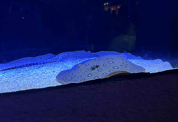 上海海洋水族馆第 178 张图片