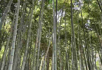 同里国家湿地公园第 135 张图片
