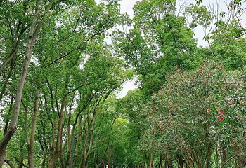 同里国家湿地公园第 86 张图片