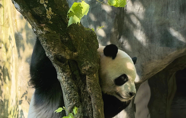 熊猫谷第 108 张图片