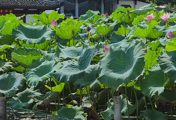西湖风景名胜区第 221 张图片