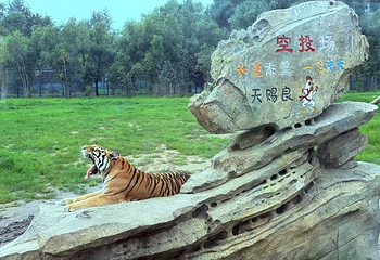 东北虎林园第 109 张图片