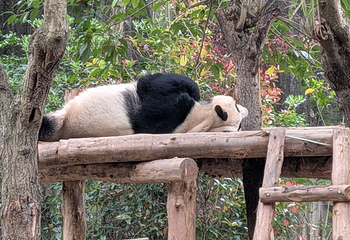 成都大熊猫繁育研究基地第 254 张图片
