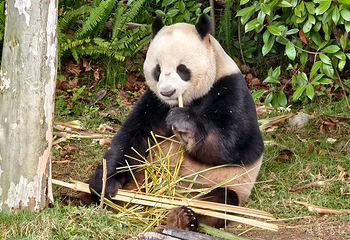 成都大熊猫繁育研究基地第 73 张图片
