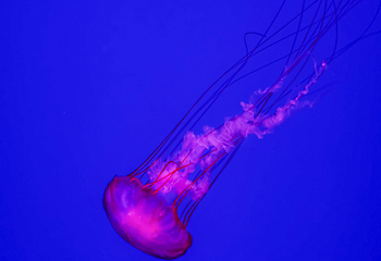加拿大里普利水族馆第 19 张图片