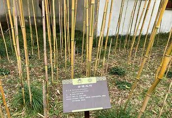 沧浪亭第 57 张图片