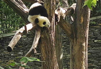 卧龙中华大熊猫苑神树坪基地第 53 张图片