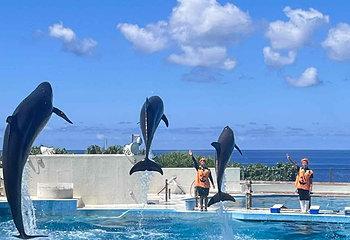 冲绳美丽海水族馆第 19 张图片