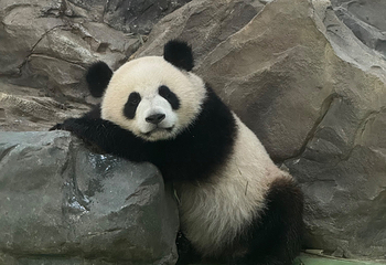 成都大熊猫繁育研究基地第 391 张图片