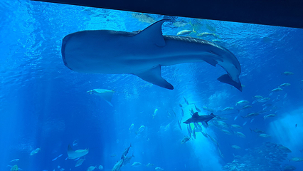 冲绳美丽海水族馆第 110 张图片