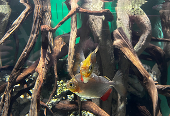 Sea Life COEX水族馆第 44 张图片