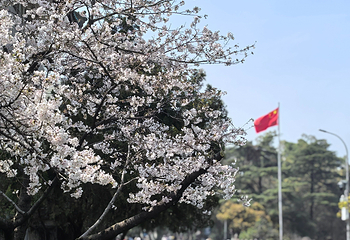 武汉大学第 25 张图片