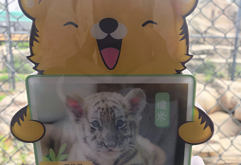 东北虎林园第 342 张图片