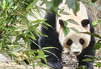 成都大熊猫繁育研究基地第 656 张图片