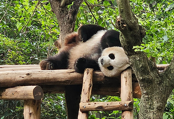 成都大熊猫繁育研究基地第 543 张图片