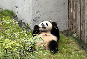 成都大熊猫繁育研究基地第 383 张图片