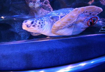 吉隆坡城中城水族馆第 93 张图片