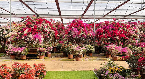三角梅博览园