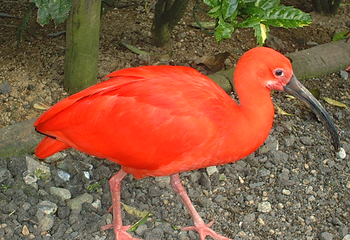松江花鳥園第 11 张图片