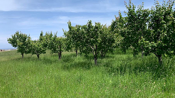 Фазенда Мурат ата